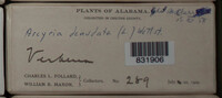 Arcyria denudata image